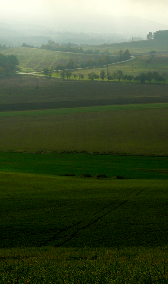 Pole v mlze