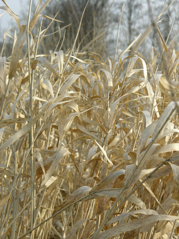 DSCN2091web.jpg