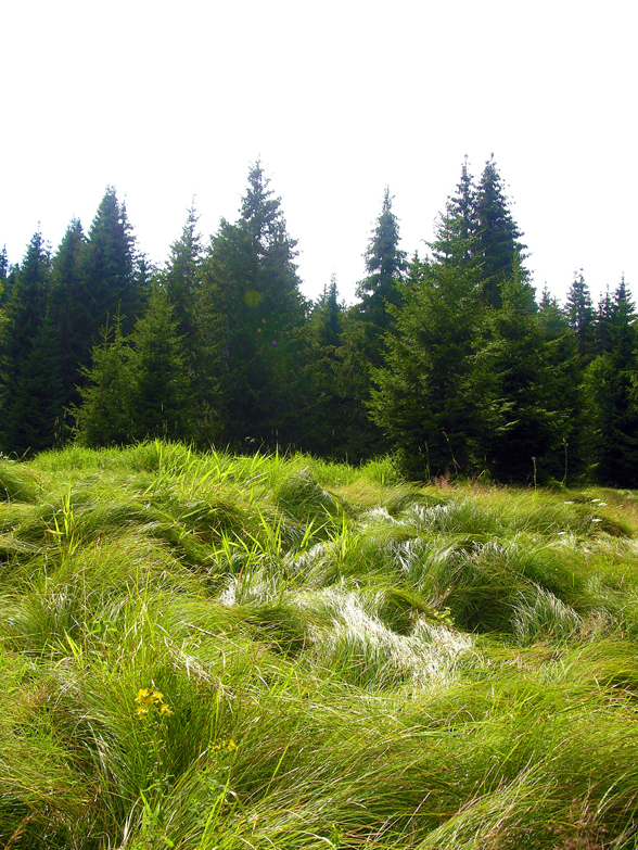 Zelený koberec